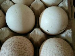Яйца на инкубацию индюшиные, бройлер,куриные