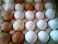 Яйца на инкубацию домашние