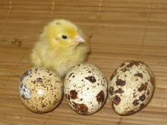 Яйца перепелиные на инкубацию