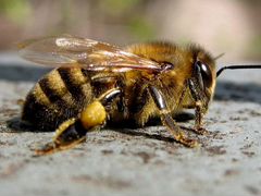 Пчелопакеты пчел