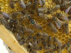Продам Пчеломатки, породы Карники, Бакфаст