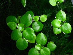 Лимнобиум типа кувшинки плавающее растение