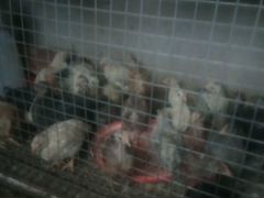Продаются цыплята домашние суточные и подрощенные