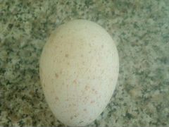 Яйцо индюшиное инкубационное