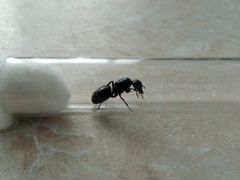 Матка Camponotus Vagus