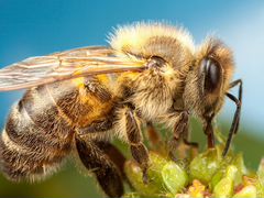 Пчелы с ульями и медогонка