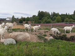 Козы дойные и козлята