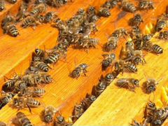 Продам пчелосемьи с рамками, без ульев