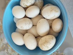 Яйца гусиные линза инкубаценное по50 р