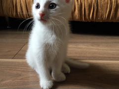 Котенок мальчик белый