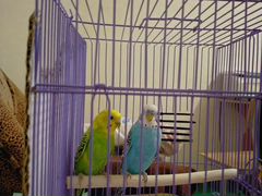 Продаю взрослых волнистых попугаев