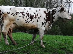 Корова красно-пестрая