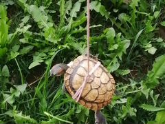 Черепаха красноухая 3года