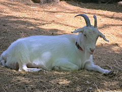 Зааненские козы