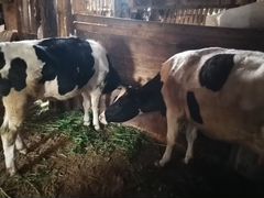 Корова первотелок, тёлки от 9месяцев до 1, 3 года