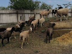 Быки и овцы