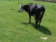 Корова и телка