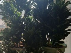 Отводки пальмы