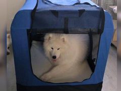 Вольер (палатка ) для собаки