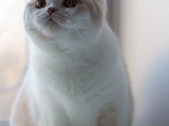 Британская кошка Дора