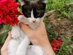 Котята в добрые руки cats FOR your happy