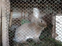 Кролики 2,5 месяца