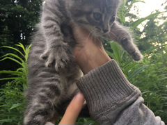 Котенок в хорошие руки