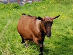 Чешская чистокровная дойная коза