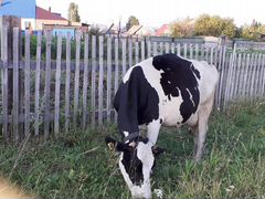 Продам корову