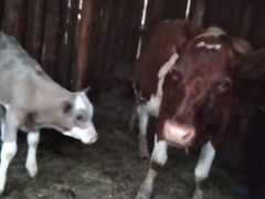 Корова с телёнком, и дойная корова