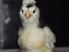 Породистые цыплята, инкубационное яйцо, несушки