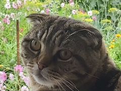 Шотландский вислоухий кот окрас шоколадный мрамор