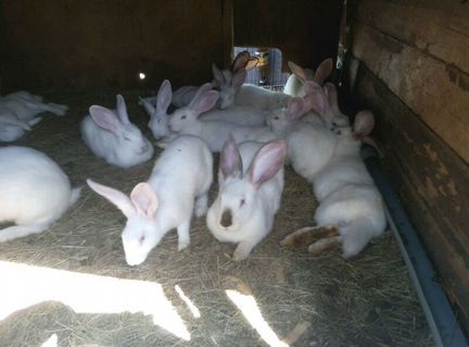 Кролики на продажу