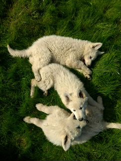 Малыши бшо - щенята белой овчарки
