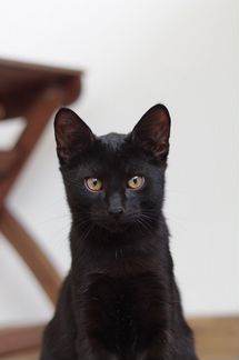 Черный котёнок-девочка в добрые руки