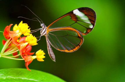 Живые Тропические бабочки Грета Ото Стеклянная