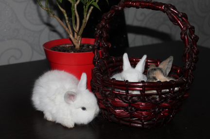 Декоративные крольчата