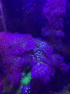 Коралы бриареум / briareum SP