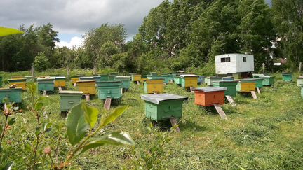 Пчелосемьи и рои