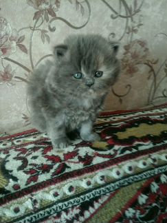 Котята персы -классические