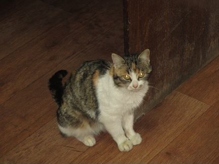 Годовалая персидская кошка