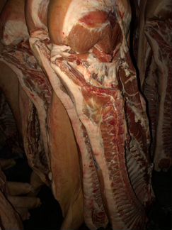 Мясо свинина в полутушах оптом