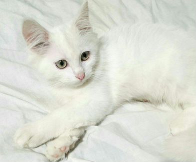 Котёнок белый