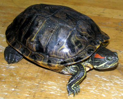 Черепахи красноухии
