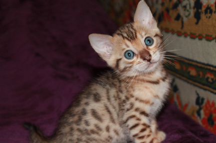 Продается чистопородный бенгальский котик