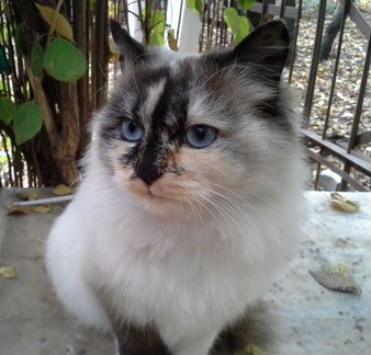 Кошечка с невероятными голубыми глазками