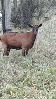 Продается коза чешской породы