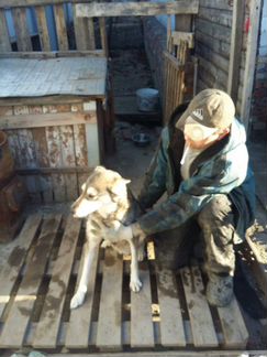Продаются охотничьи собаки (лайка-сука, 6 лет); (р