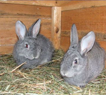 Продам кроликов Порода: Шиншилл