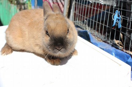 Продам кроликов карликовых